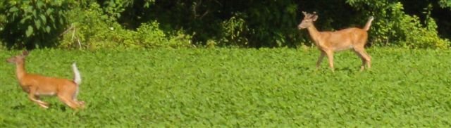 Property photo 7 - 10 Acre Building Site Real Estate Auction